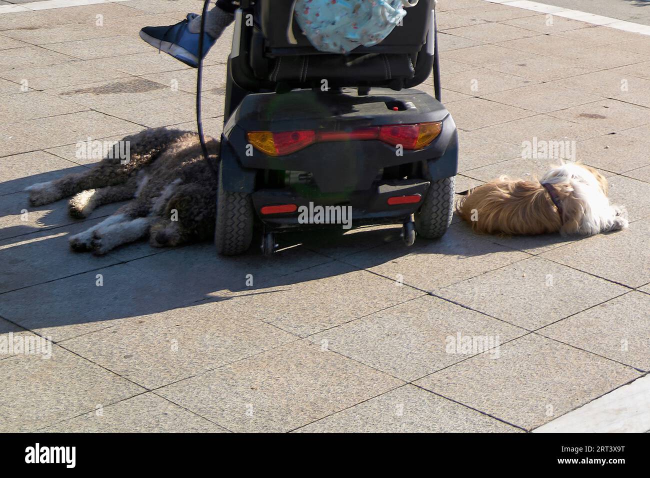 Entspannte Hunde, die an einer Leine am Auto einer behinderten Person befestigt sind, um ihnen Gesellschaft zu leisten Stockfoto