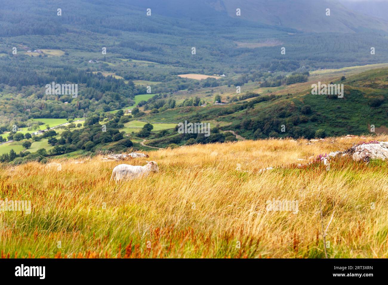 Ein Schaf weidet auf dem Mynydd Sygyn Mountain in der Nähe von Beddgelert, Snowdonia National Park, Wales, Vereinigtes Königreich Stockfoto