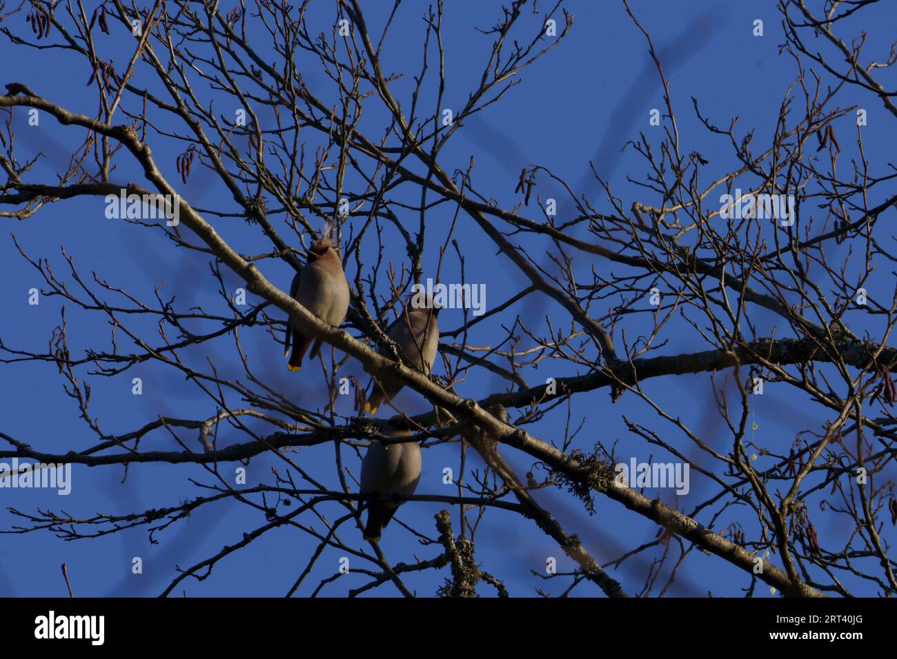 Bombycilla garrulus Familie Bombycillidae Gattung Bombycilla Böhmische Wachsfiguren wilde Natur Vogelfotografie, Bild, Tapete Stockfoto