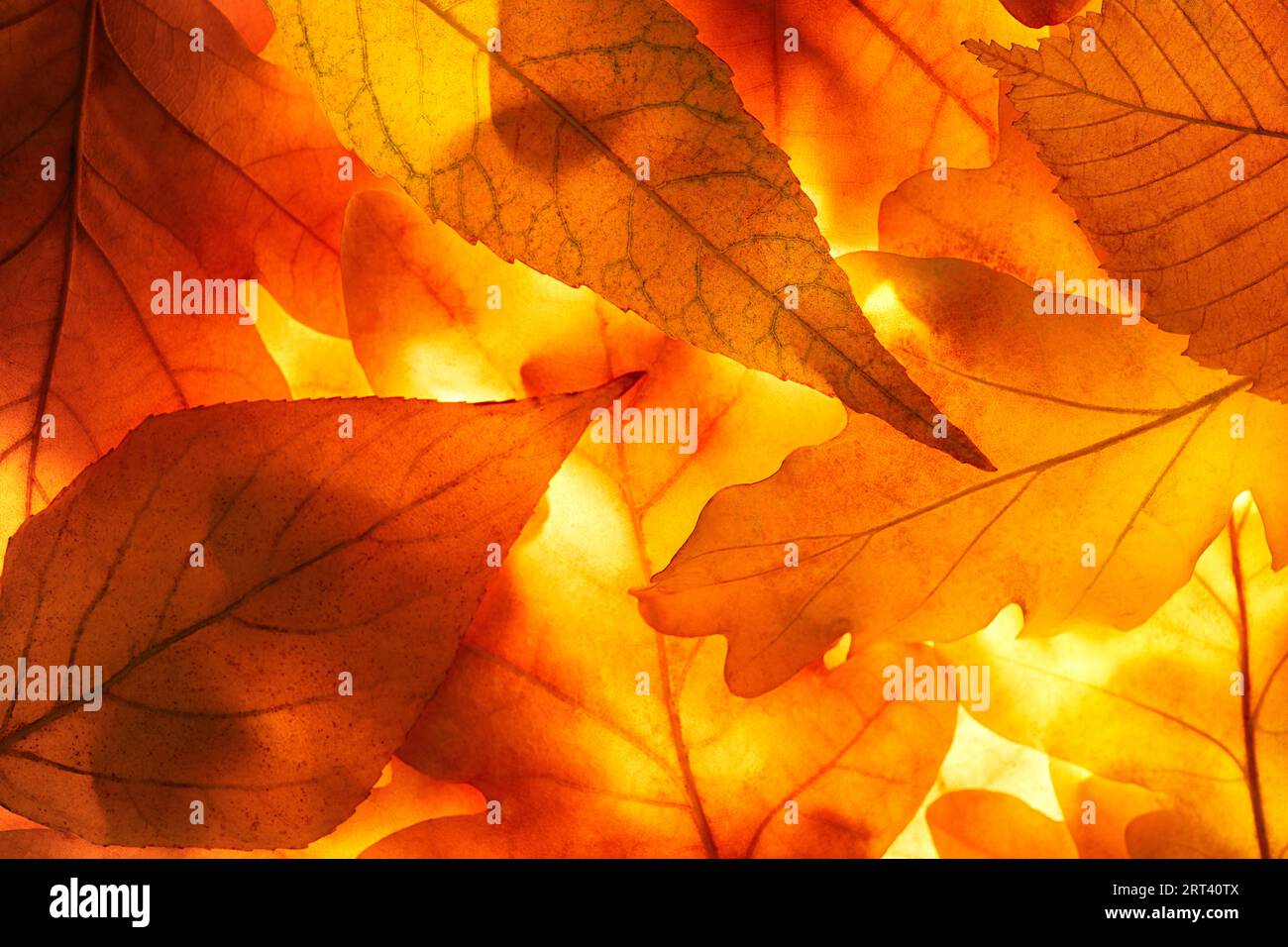 Heller Hintergrund Herbstsaison lässt Nahaufnahme mit Hintergrundbeleuchtung als Hintergrund, Vorlage oder Webbanner für das Design des Herbstthemas Stockfoto