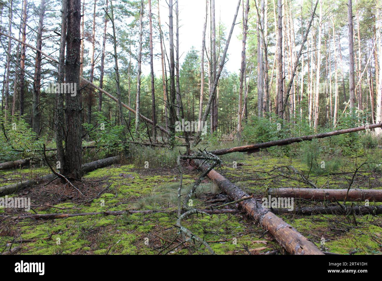 Ein verbrannter Wald mit umgestürzten Baumstämmen, Fichten, Kiefern. Wiederbelebung nach Feuer, Feuer, Katastrophen. Waldbrände Naturkatastrophen Folgen Stockfoto