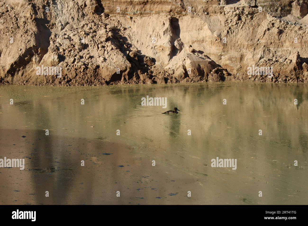 Ente schwimmt im viskosen Bereich Stockfoto