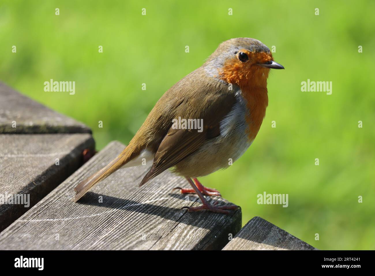 Mount Grace Priory, Haus und Gärten Stockfoto