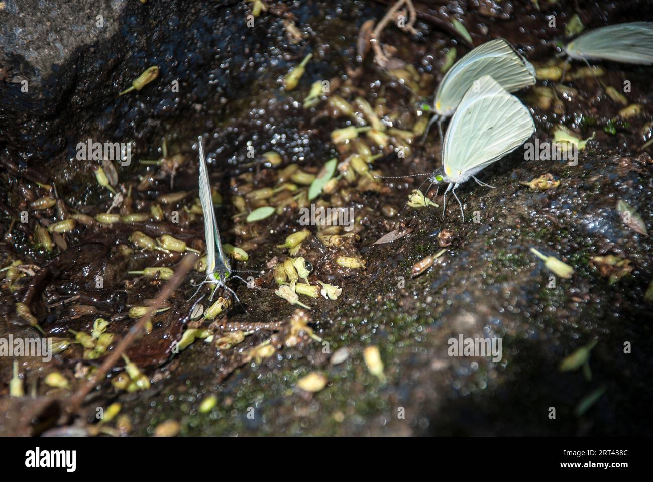 Grüne Schmetterlinge stehen auf nassem Boden. Stockfoto