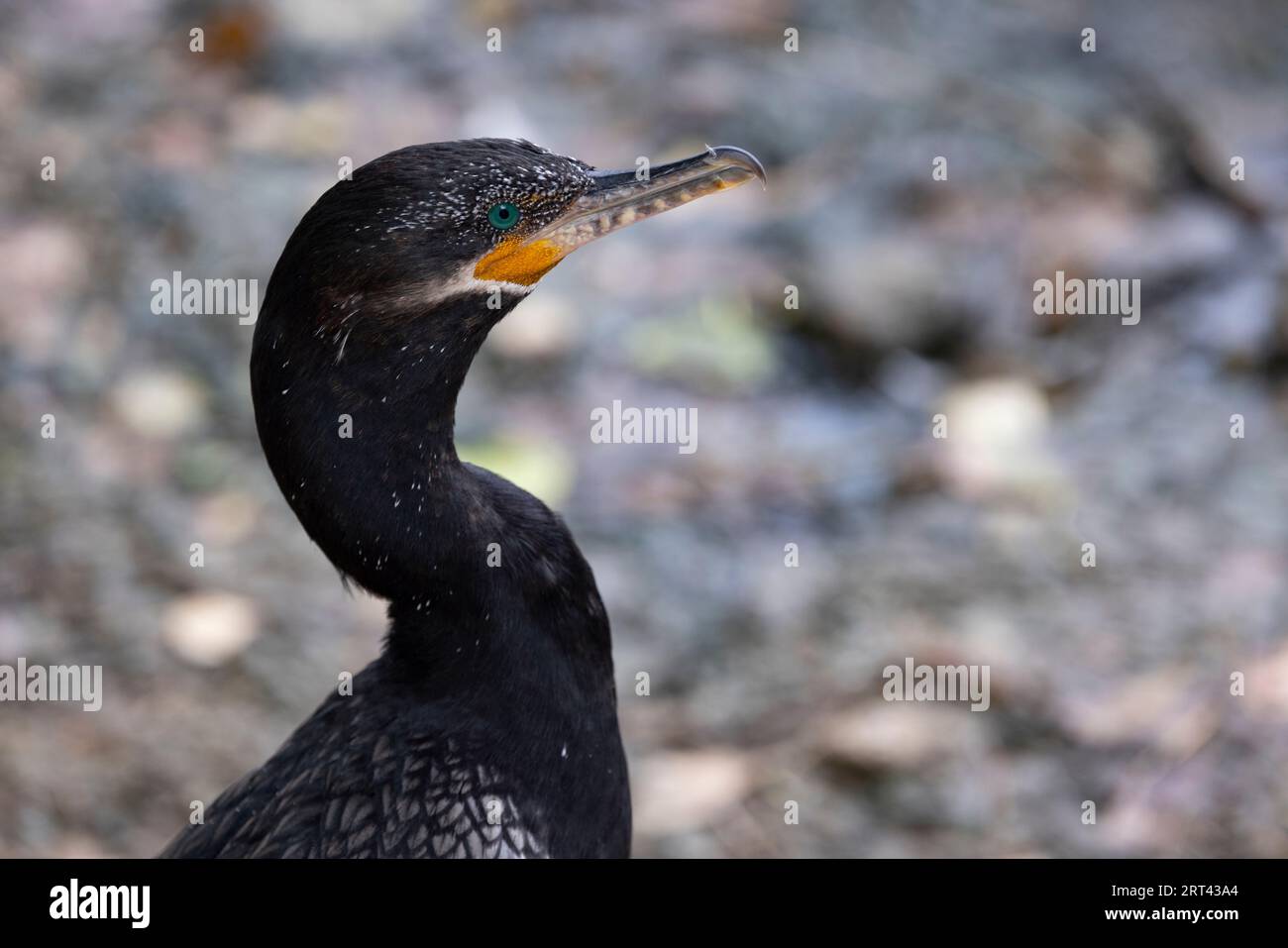 Nahaufnahme, Kopfporträt von Neotropic Cormorant hebt schöne aquamarinfarbene Augen und gelbe guläre Halsentasche mit grauem Bokeh felsigen Backgroun hervor Stockfoto