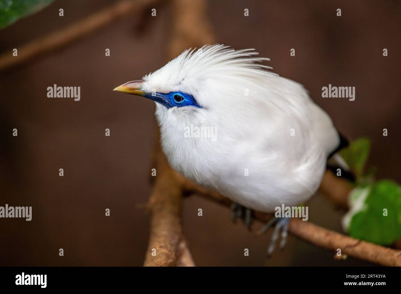 Fesselnde Bali Mynah, Leucopsar rothschildi, eine ikonische Vogelart, die in Bali, Indonesien, endemisch ist. Stockfoto