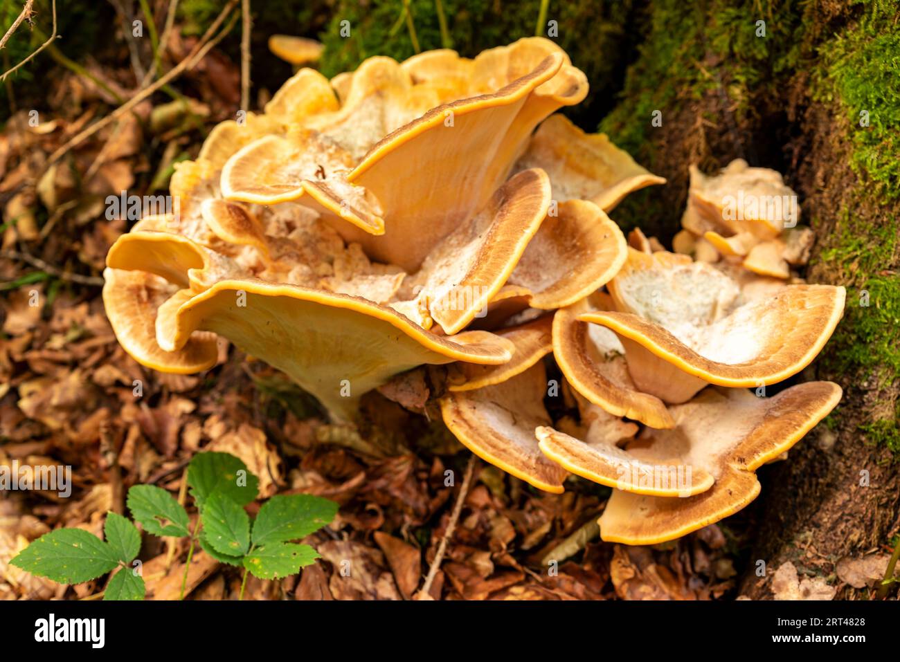 Gelber Klappenpilz in einem Wald, wahrscheinlich Laetiporus sulphureus (auch bekannt als Schwefelpolypore oder Waldhühner) Stockfoto