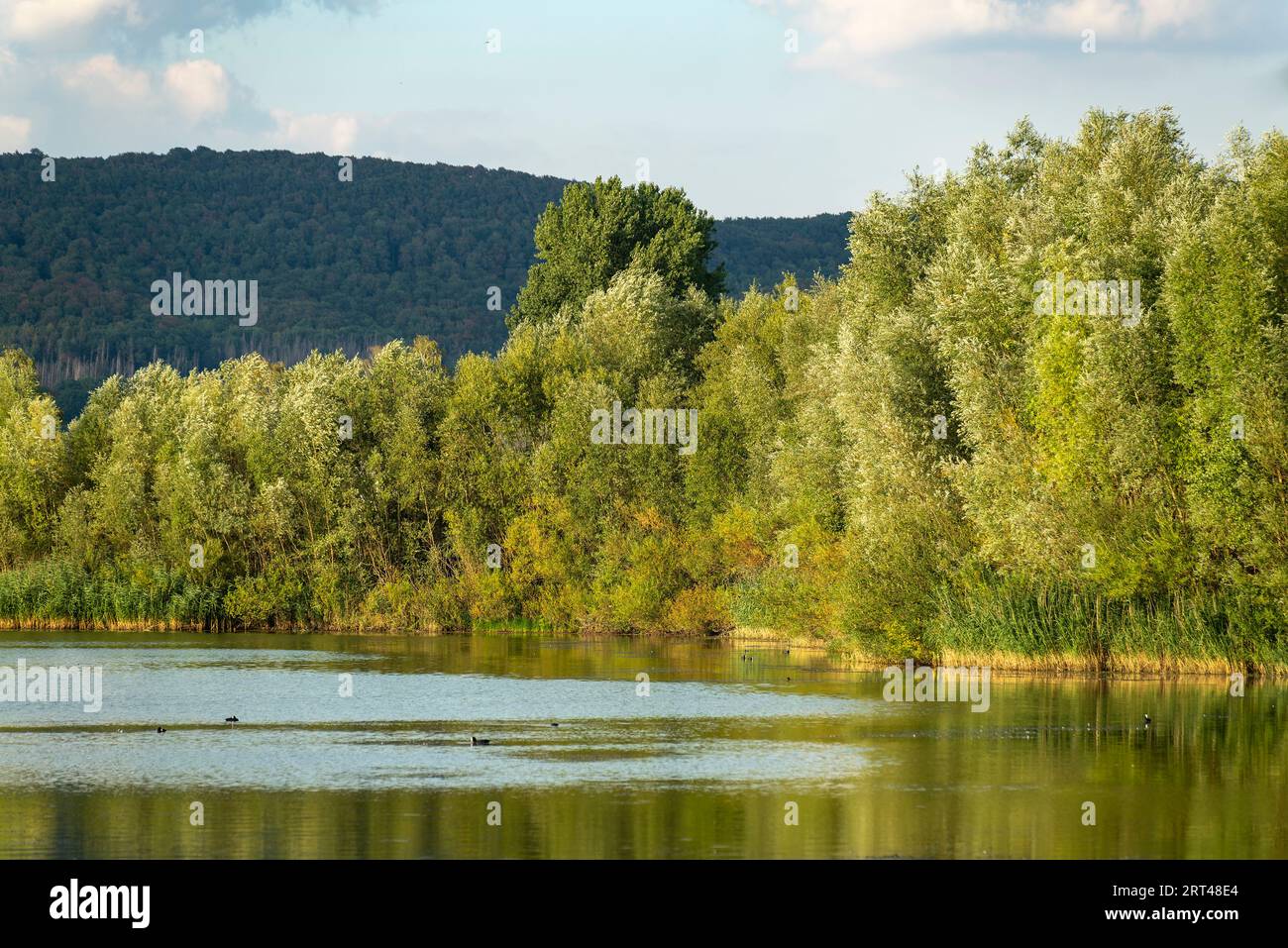 Ruhiger See im Naturschutzgebiet Auenlandschaft Hohenrode bei Rinteln, Weserbergland, Deutschland Stockfoto
