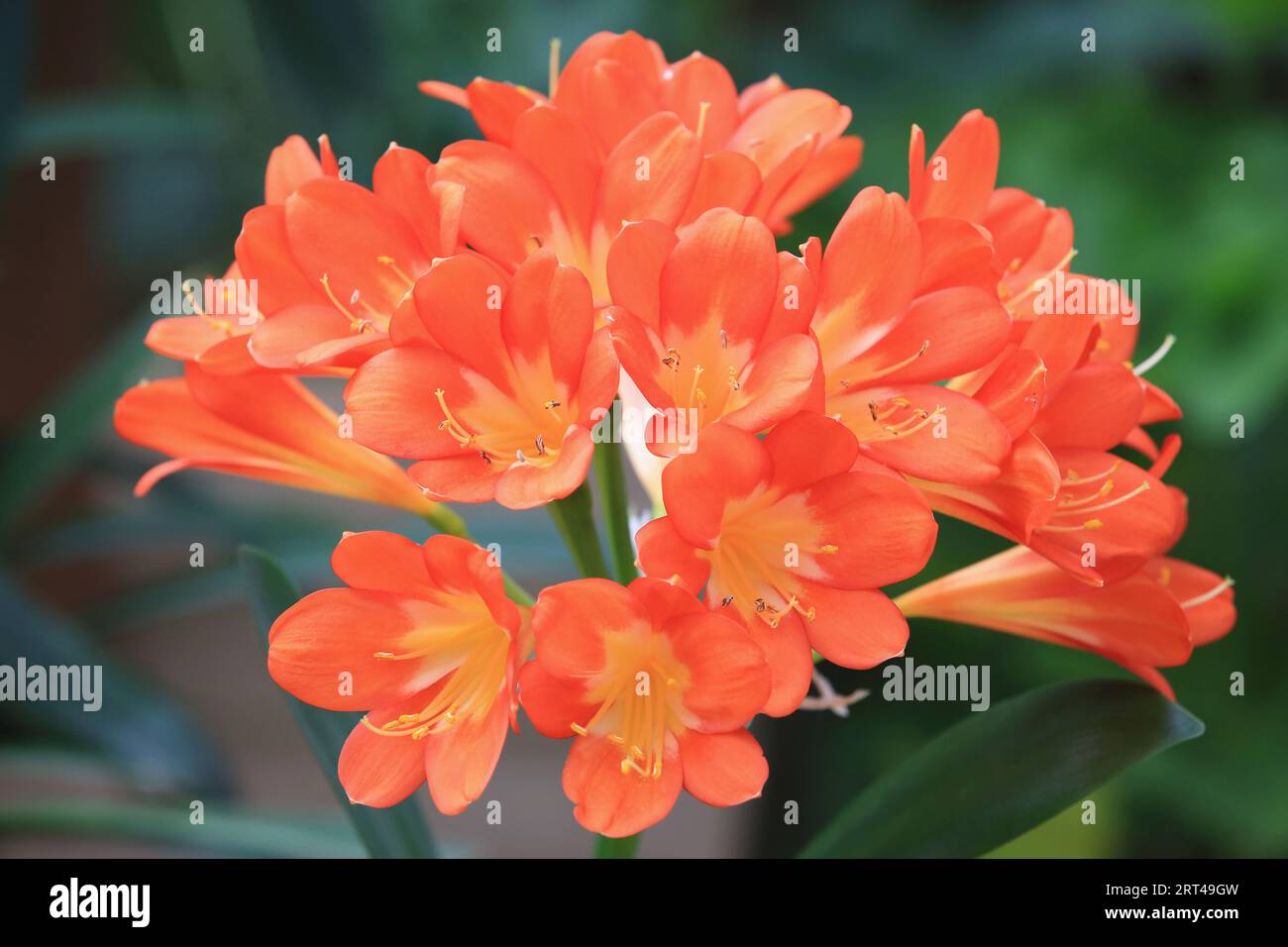 Clivia oder Benediction Lily oder Bush Lily oder Fire Lily oder Flame Lily oder Red Bush Lily oder Boslelie oder September Lily Blumen blühen im Garten Stockfoto