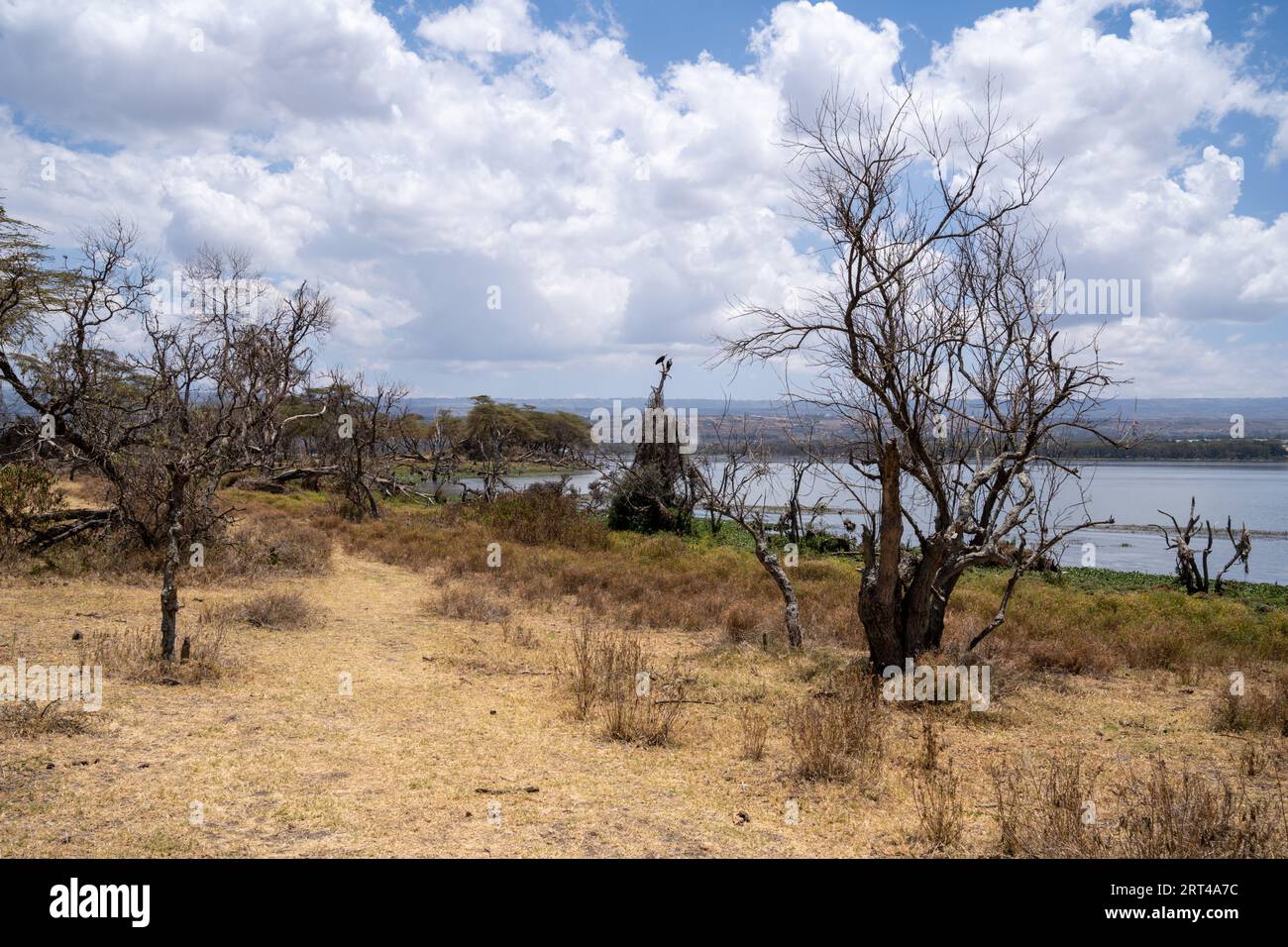 Lake Naivasha: Wanderwege auf Crescent Island, wo Touristen auf Wandersafaris in Kenia gehen können Stockfoto