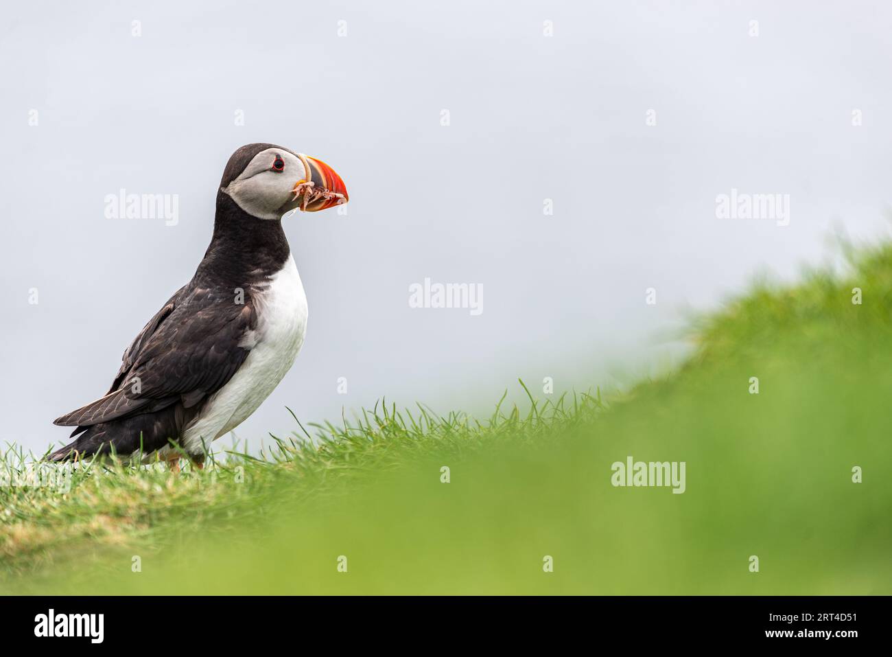 Papageientaucher auf den grasbewachsenen Hängen der Insel Mykines, Färöer Stockfoto