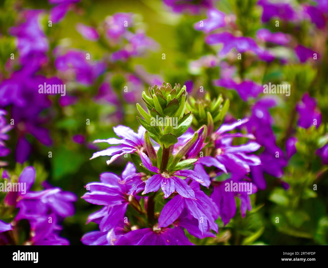 Violette Blumen in einem Blumenbeet Stockfoto