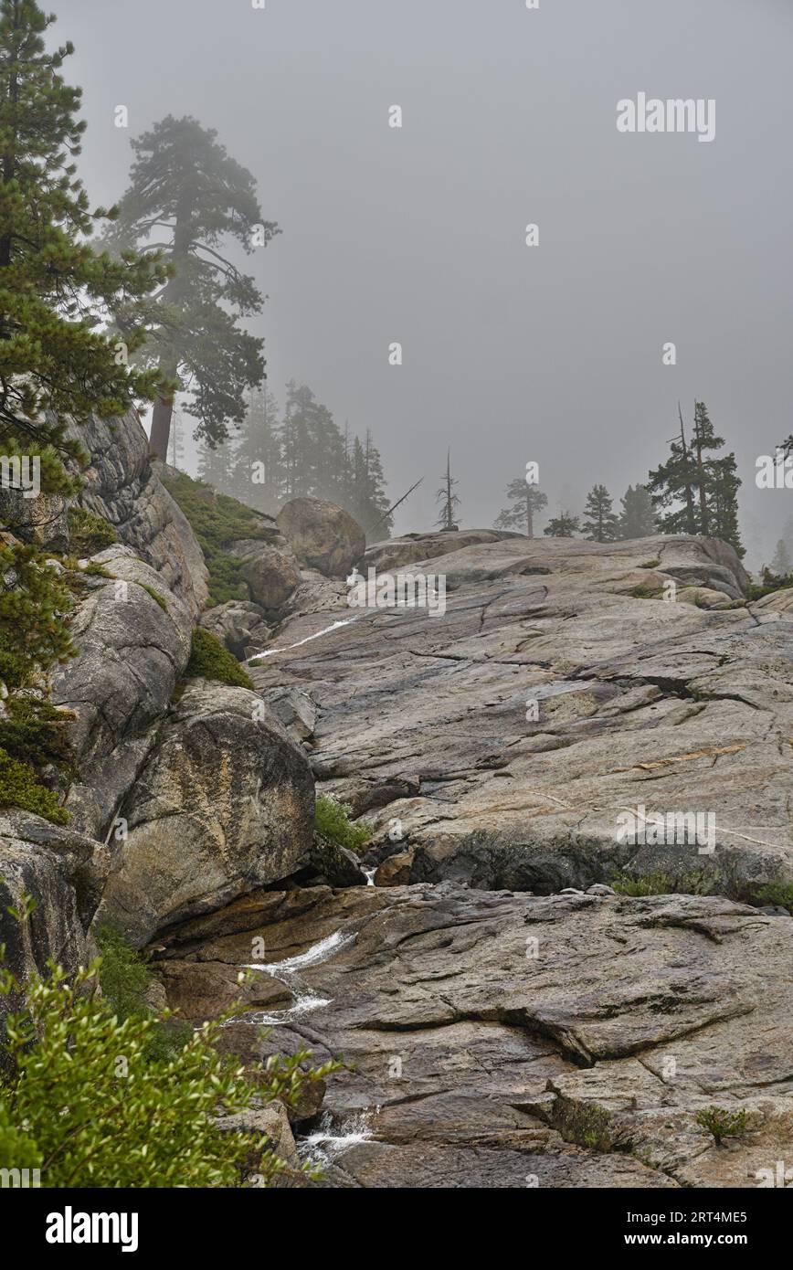 Granitberg mit Kiefern an einem regnerischen Tag in der Emigrant Wilderness. Stockfoto