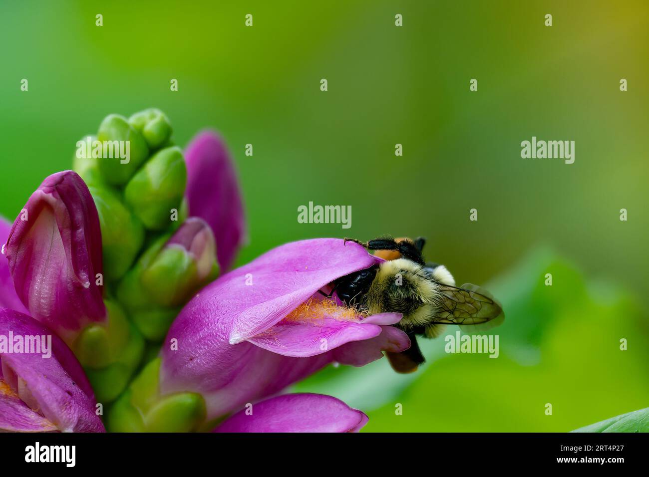 Eine Hummel kriecht in eine rosa Schildkrötenkopfblume, Chelone obliqua in einem Garten Stockfoto