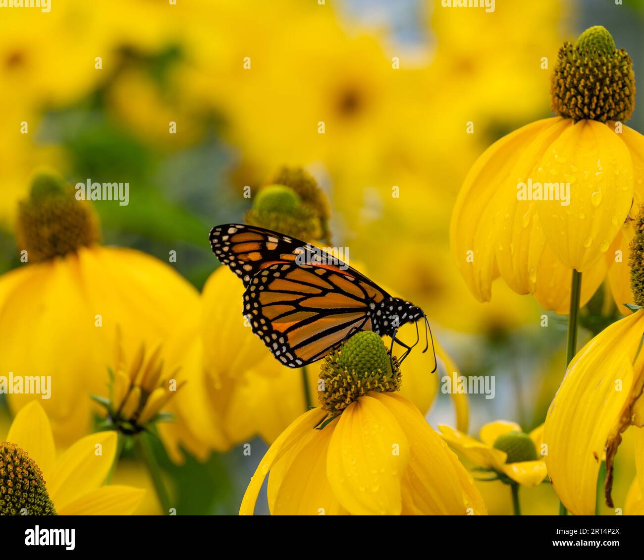 Ein Monarch-Schmetterling, Danaus plexippus, ernährt sich von und bestäubt Schnittblattblumen, Rudbeckia laciniata-Blüten in einem Garten. Stockfoto