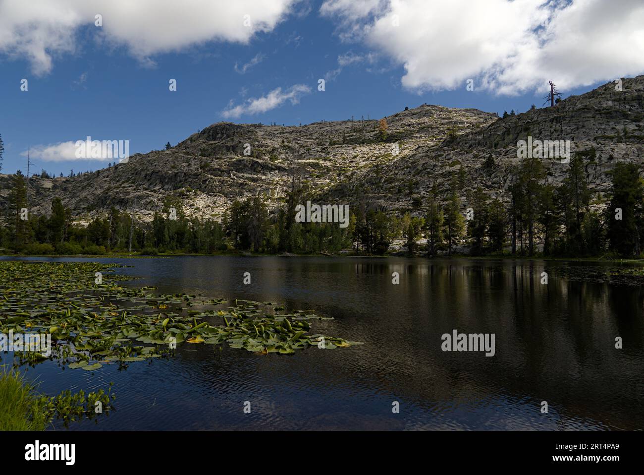 Lilien Pflanzen am Grouse Lake unter dem blauen Himmel in der Emigrant Wilderness Stockfoto