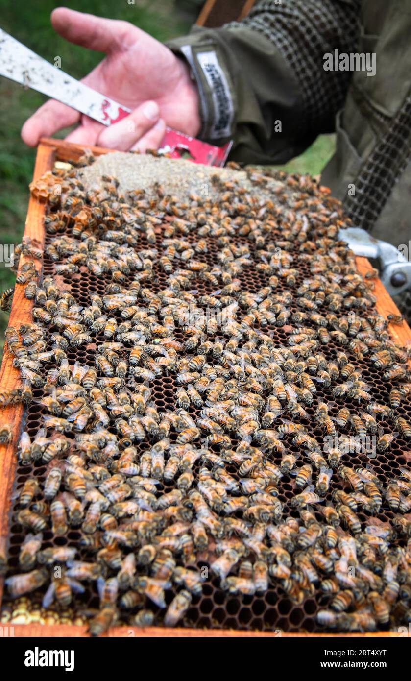Imker, der einen Bienenrahmen mit einer markierten Bienenkönigin hält Stockfoto