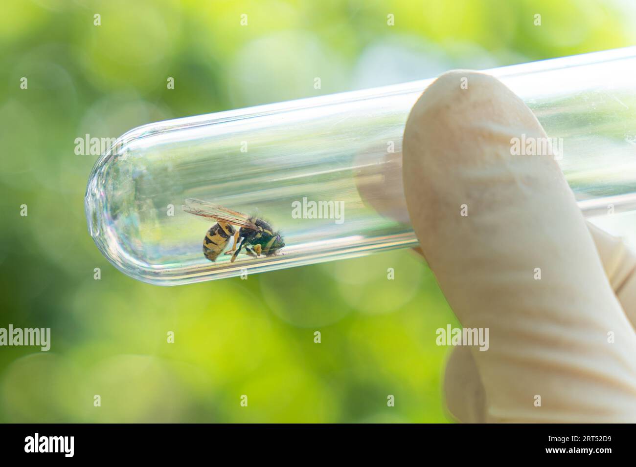 Die Wespe wurde während der wissenschaftlichen Forschung mit einer Pinzette auf einer Wabe aufgenommen. Eine tote Wespe in einer Glasröhre in den Händen eines Wissenschaftlers Stockfoto
