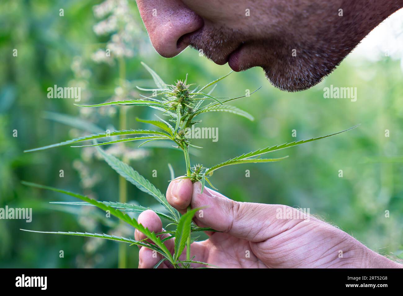 Ein junger Mann atmet den Duft einer Cannabispflanze ein. Nahaufnahme. Der Kerl schnüffelt Cannabissamen, überprüft die Frische und Qualität von Marihuana. Die Stockfoto