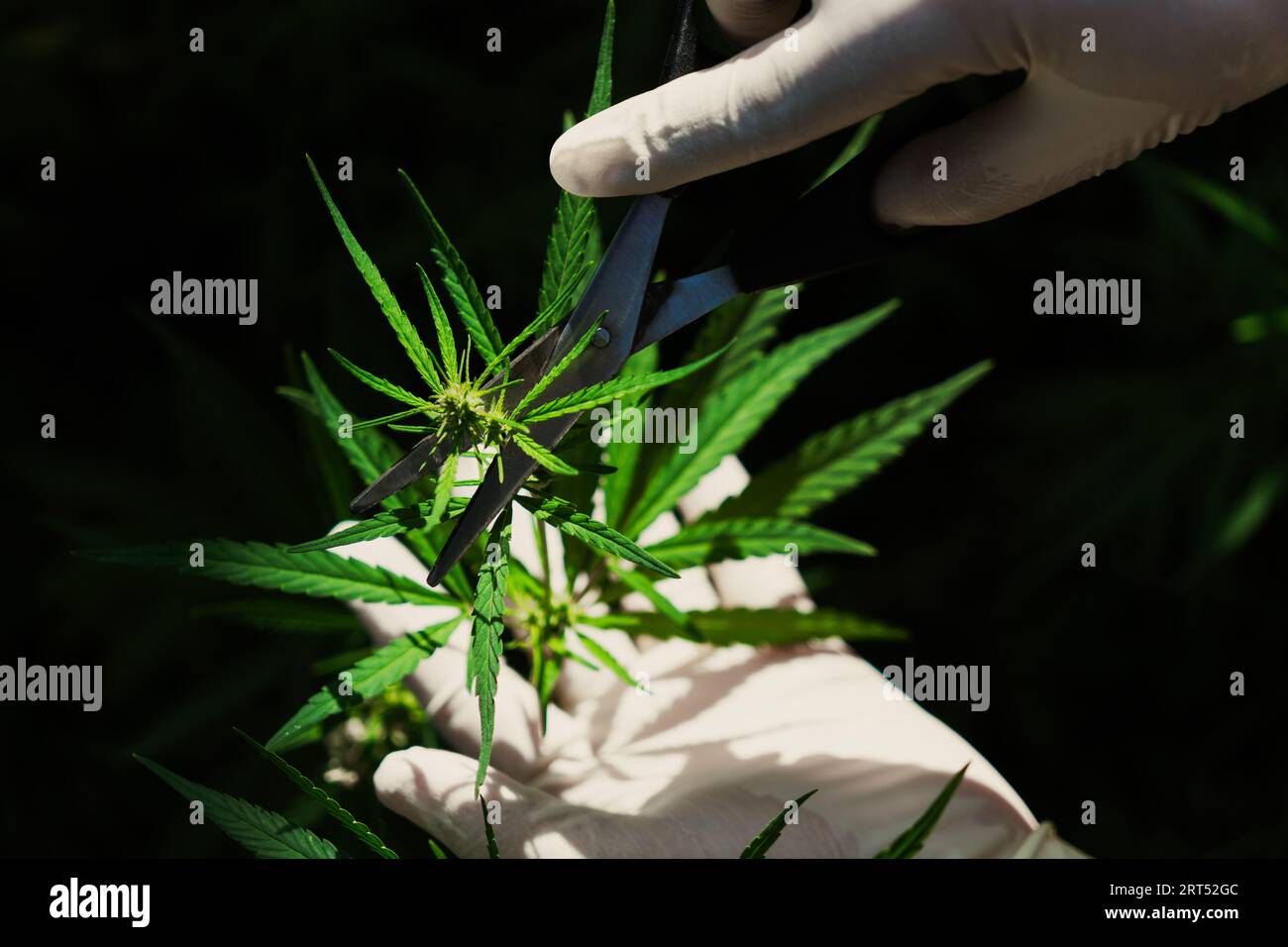 Wissenschaftler Hand mit medizinischem Gummihandschuh berührt erfreuliches Cannabisblatt in heilender Indoor Cannabis Farm. Alternative medizinische Behandlung durch Cannabis Stockfoto
