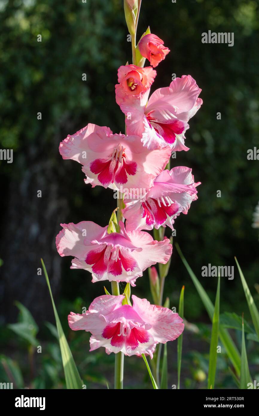 „Florentina“ Gladiolus, Gladiol (Gladiolus Hybrid) Stockfoto