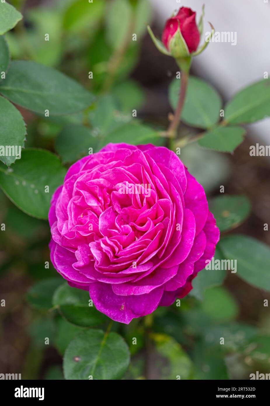 "Heidi Klum" Floribunda Rose, Floribundaros (Rosa) Stockfoto