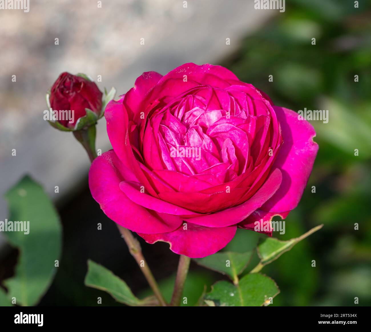 "Heidi Klum" Floribunda Rose, Floribundaros (Rosa) Stockfoto