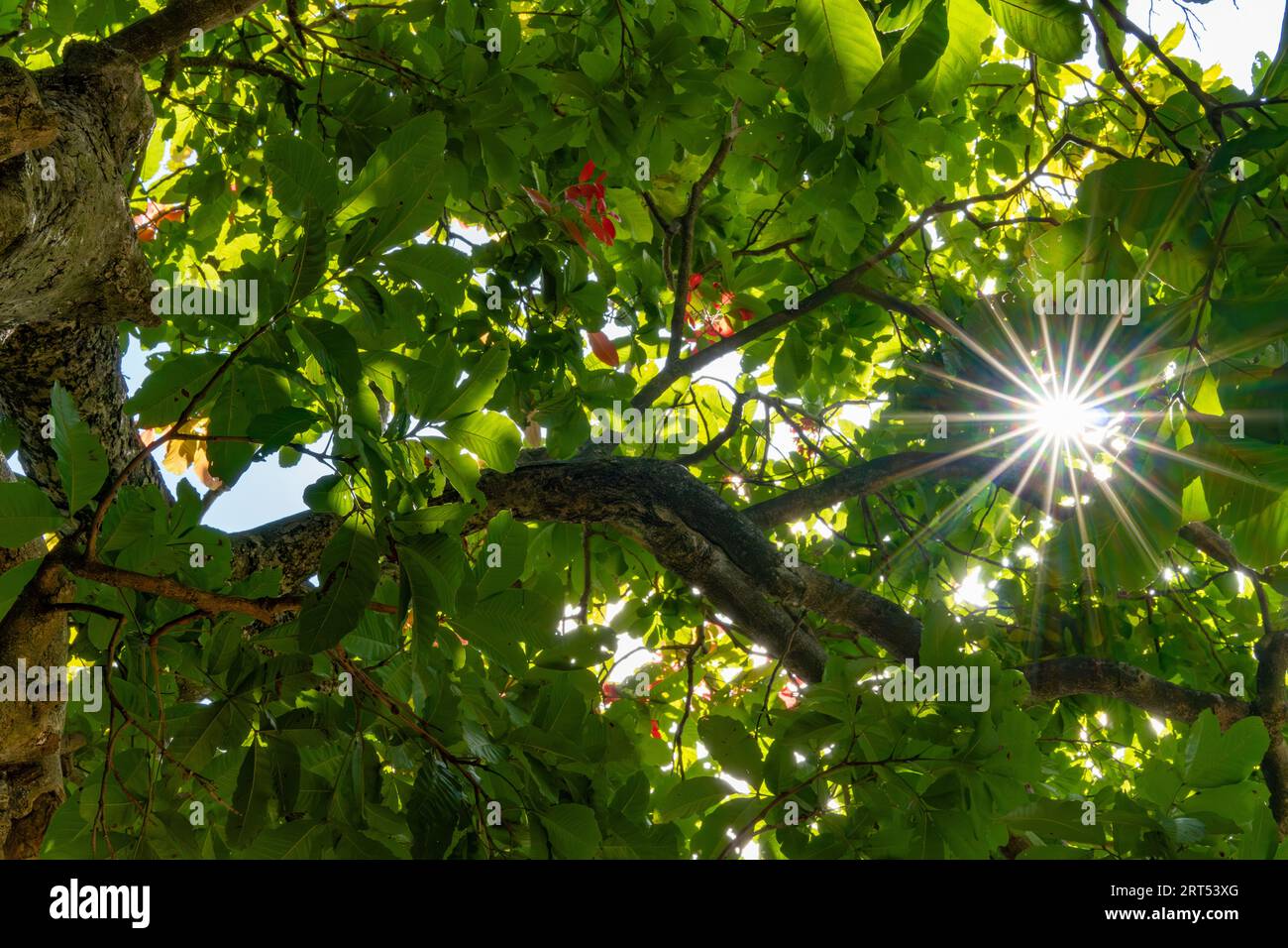 Baum im Wald. Wunderschöner Sonnenschein kommt durch grüne Blätter. Baumstamm von unten und Sonnenlicht. Foto von unten bis zur Baumspitze Stockfoto