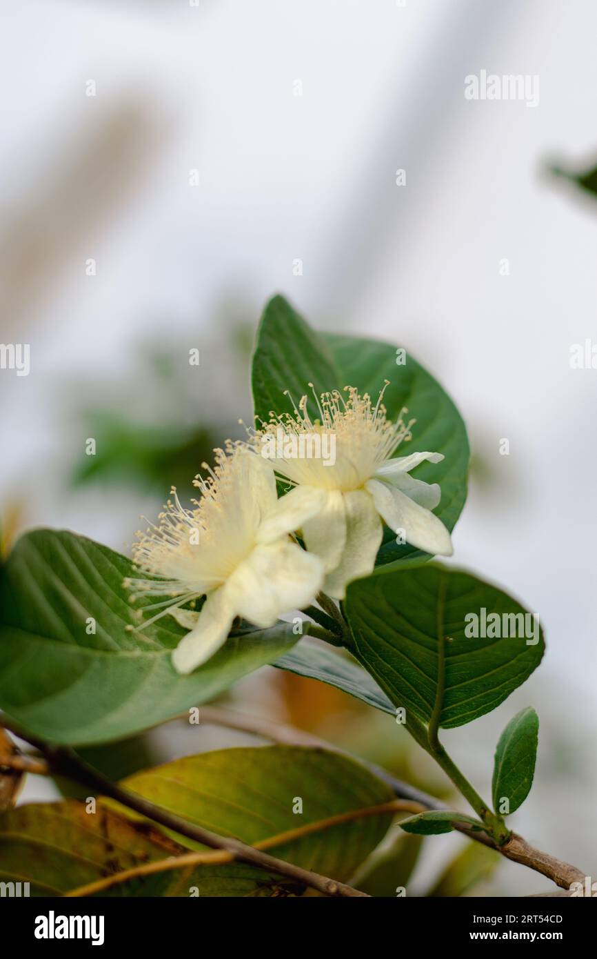 Blumen blühen von Guavabäumen Stockfoto