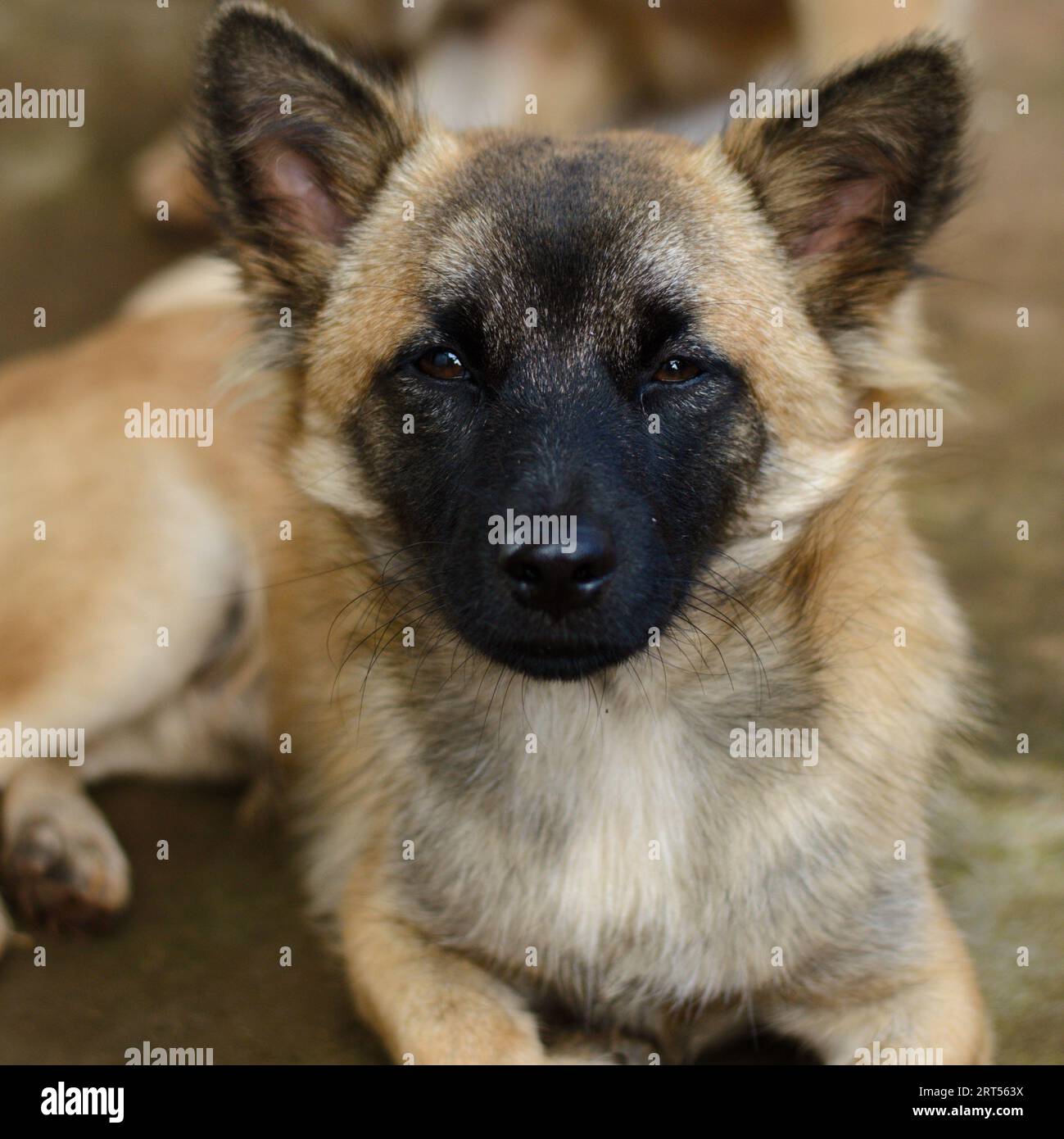 Porträt eines Hundes Stockfoto