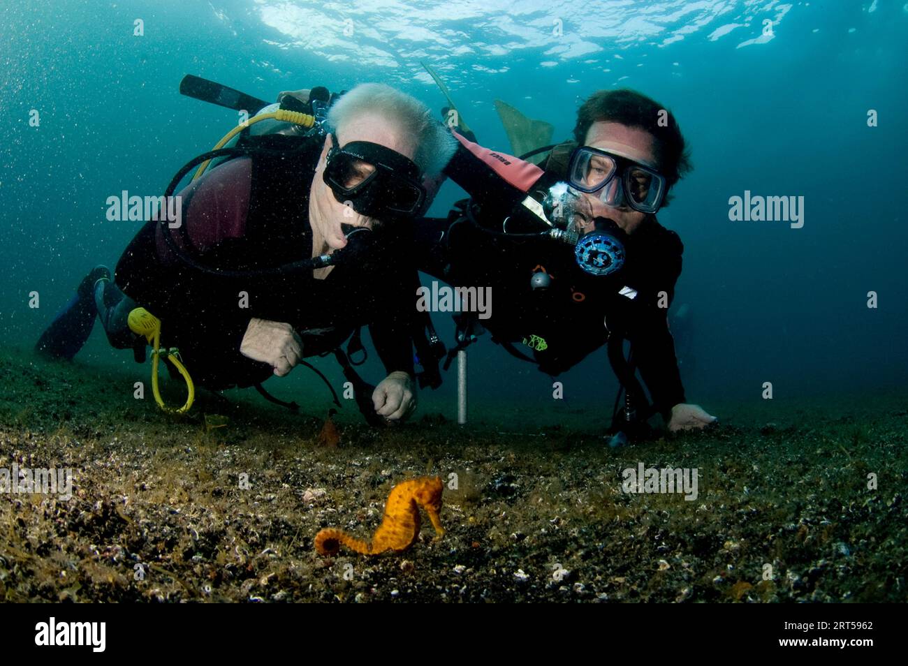 78-jähriger Mann und Reiseleiter beobachten Estuary Seahorse, Hippocampus Kuda, auf Sand, Retak Larry Tauchplatz, Lembeh Straits, Sulawesi, Indonesien Stockfoto