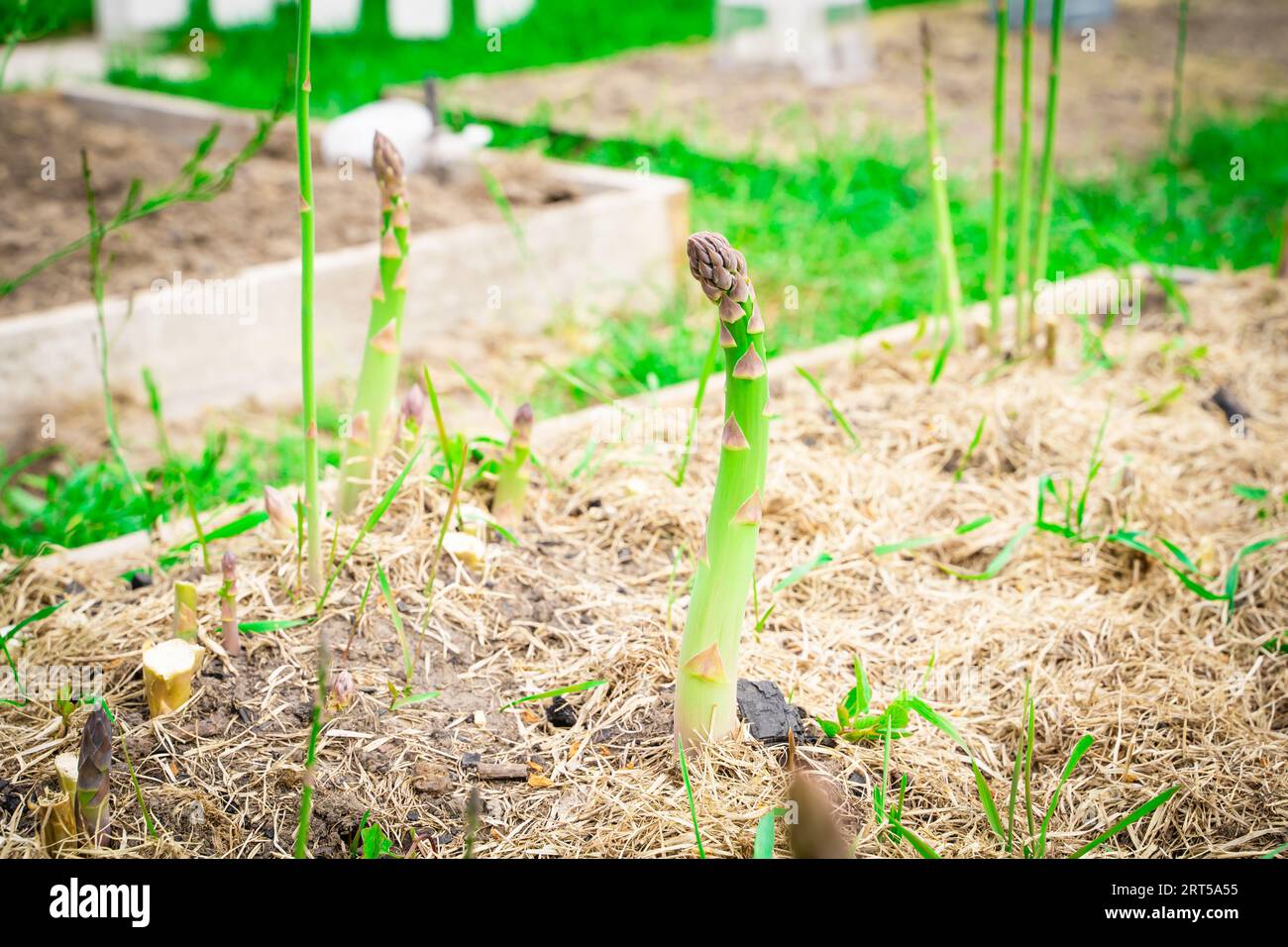Grüner Spargel-Shoot wächst aus nächster Nähe.Anbau von gesundem Gourmet-Gemüse im Garten Stockfoto