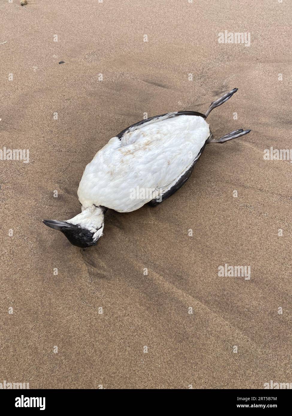 Skelett von guillemot am Strand an der North Yorkshire Coast, wo die Vogelgrippe untersucht wird. Stockfoto