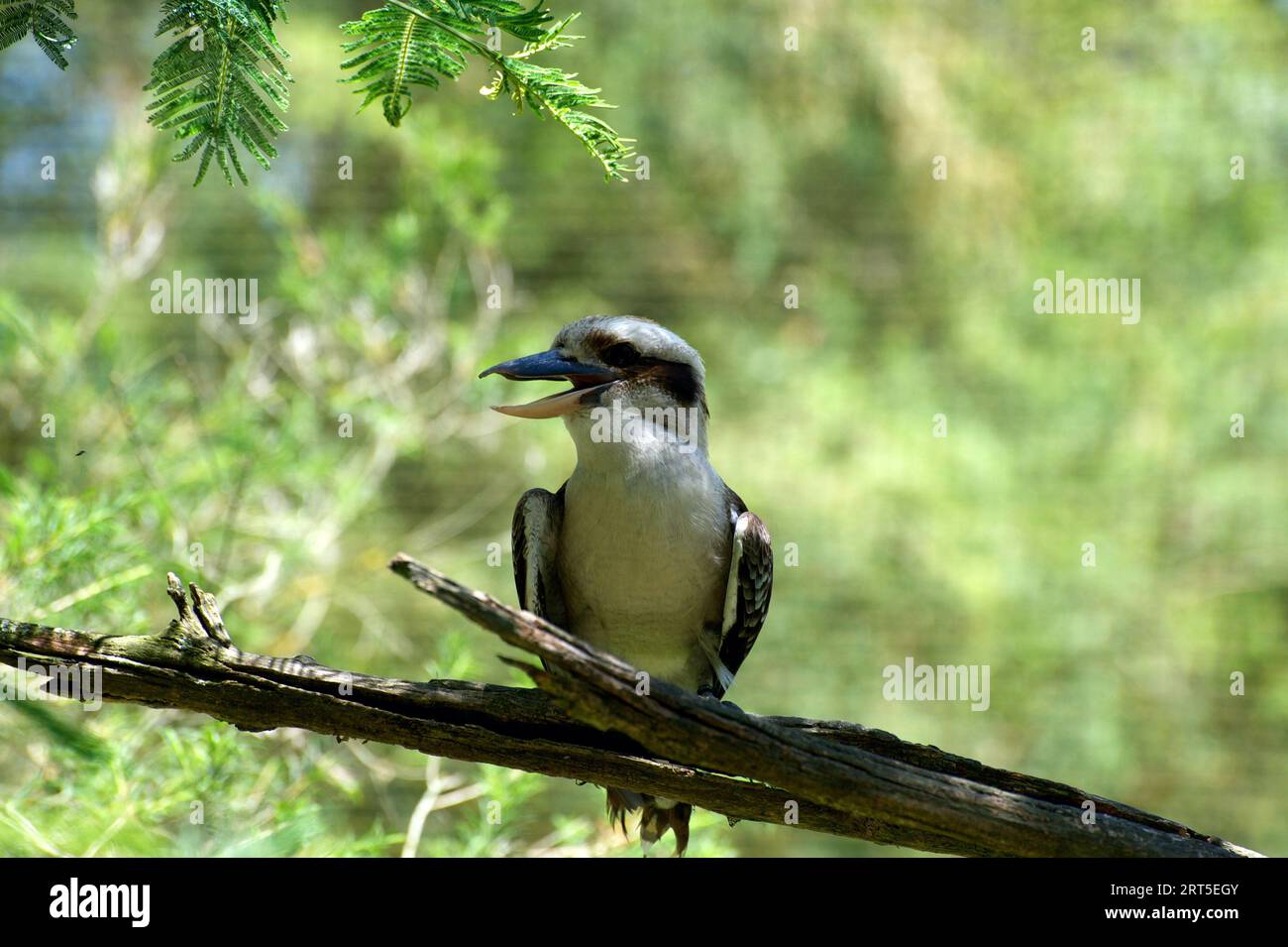 Ein Kookaburra lacht mich aus? Der lachende Kookaburra (Dacelo Gigas) ist eine australische Ikone, deren lautes Lachen durch den Busch hallt. Stockfoto