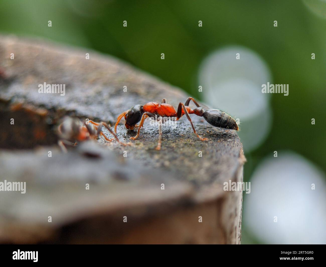 Ein rot-schwarzer Ant, der auf Holz im Freien sitzt Stockfoto