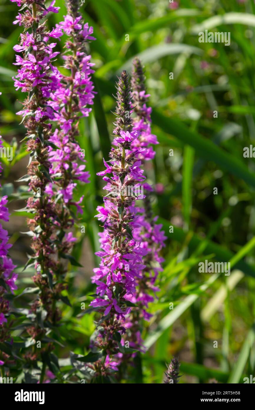 Lythrum salicaria ist eine mehrjährige, krautige Pflanze der Familie Lythrum. Stockfoto