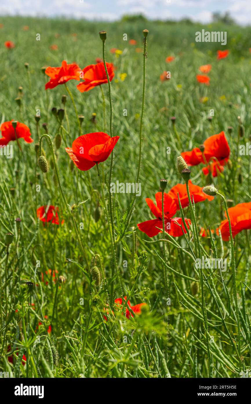 Gebräuchliche Namen für Papaver Rhoeas sind Maismohn, Maisrosen, Ackerland, Flandern, Rotmohn oder Gemeine Mohnblume. Stockfoto