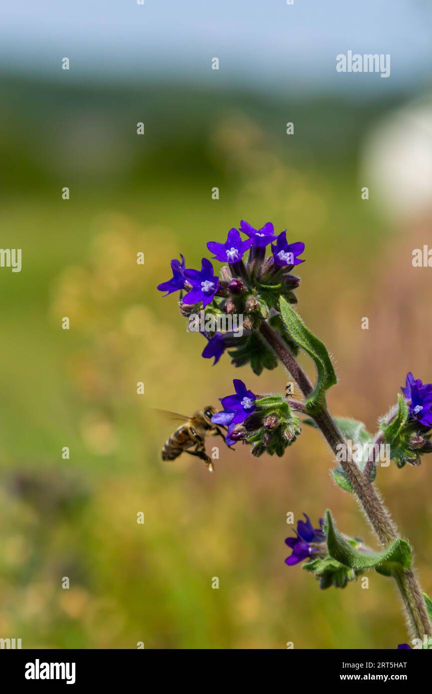 Anchusa officinalis, gemeinhin bekannt als gewöhnlicher Ingloss oder Alkanet mit grünem Hintergrund. Stockfoto