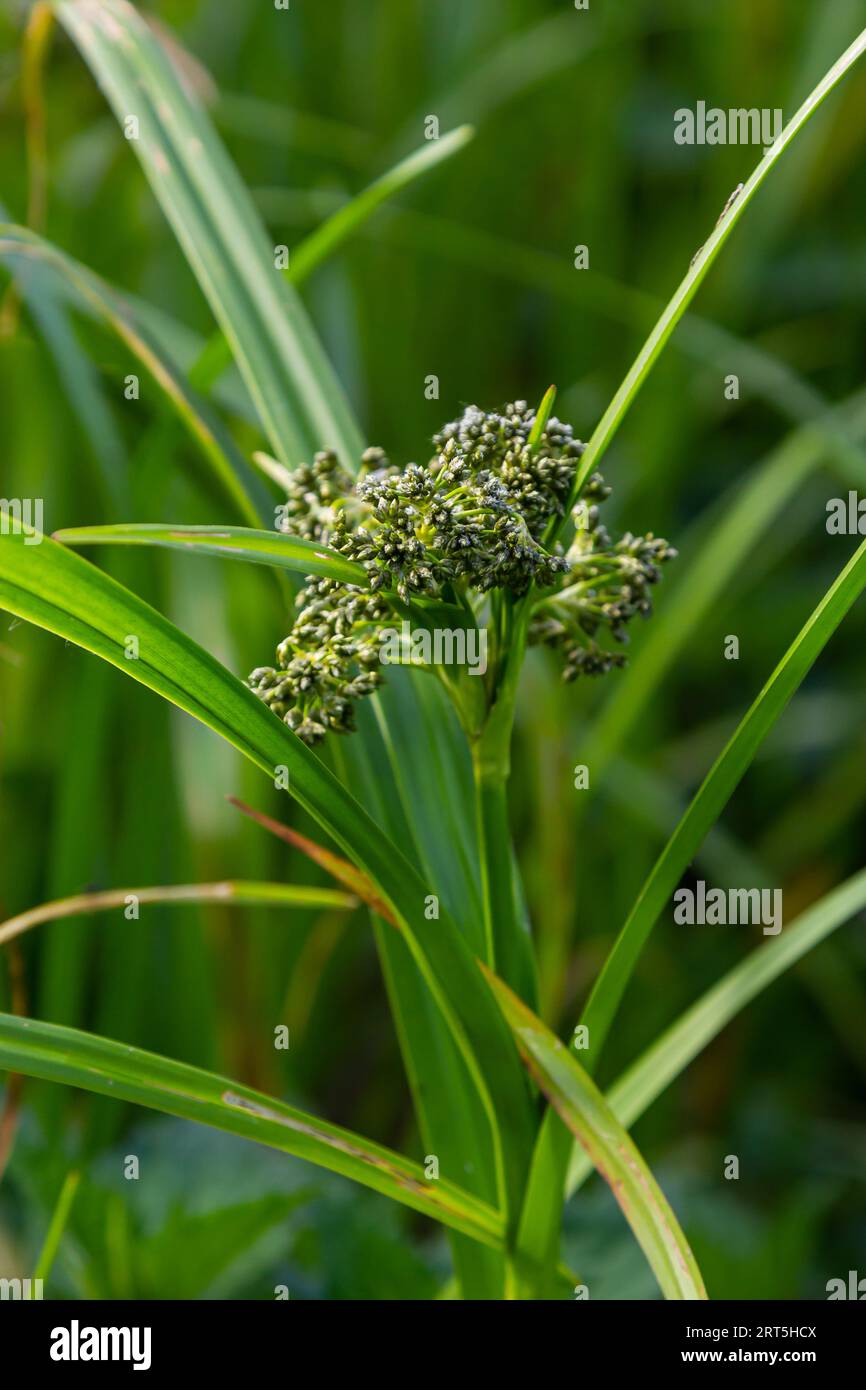 Scirpus sylvaticus ist eine Blumenpflanzenart der Familie der Cyperaceae. Stockfoto