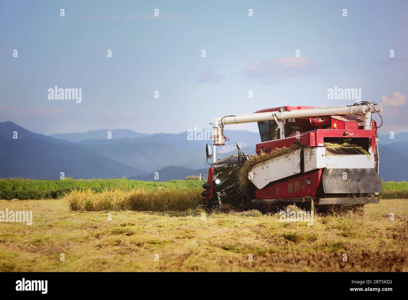 Herbstkulisse, in der Reis und Getreide Früchte tragen und Bauern Reis mit Mähdreschern und Landmaschinen ernten. Stockfoto
