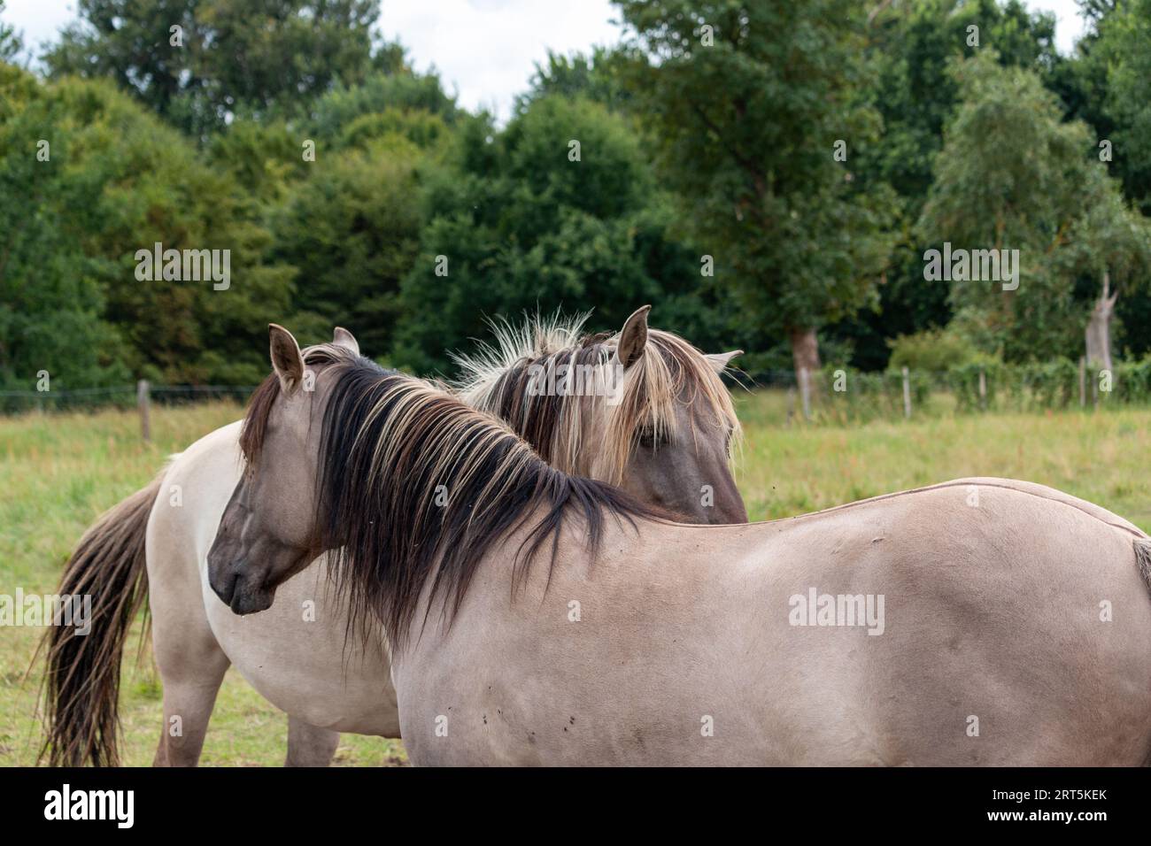 Zwei Konik-Pferde auf einem Feld Stockfoto