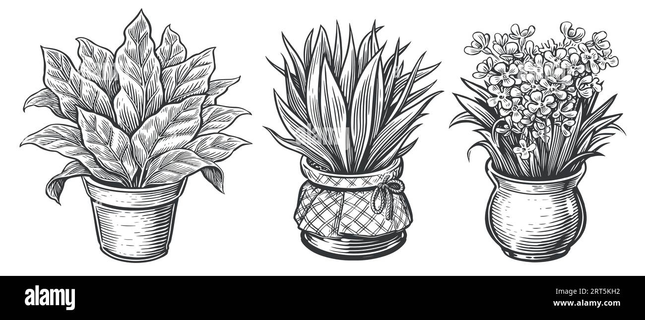 Topfkollektion mit Zimmerpflanzen. Set mit Hauspflanzen-Skizze. Vektorillustration für isolierte Objekte im Blumentopf Stock Vektor