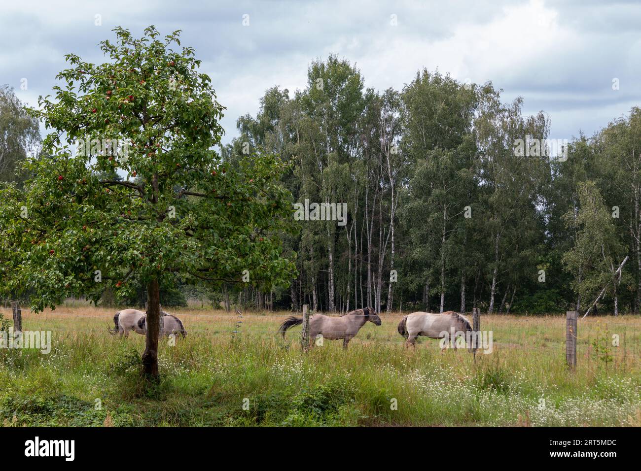 Herde von Konik-Pferden im Naturschutzgebiet Karower Teiche Stockfoto
