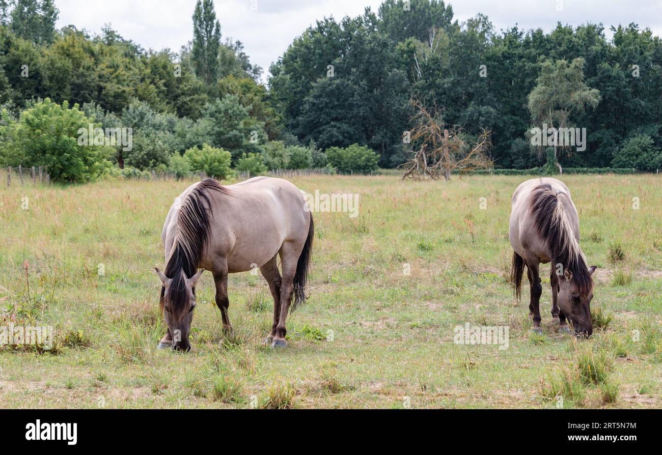 Zwei Konik-Pferde weiden im Naturschutzgebiet Karower Teiche in Berlin. Stockfoto