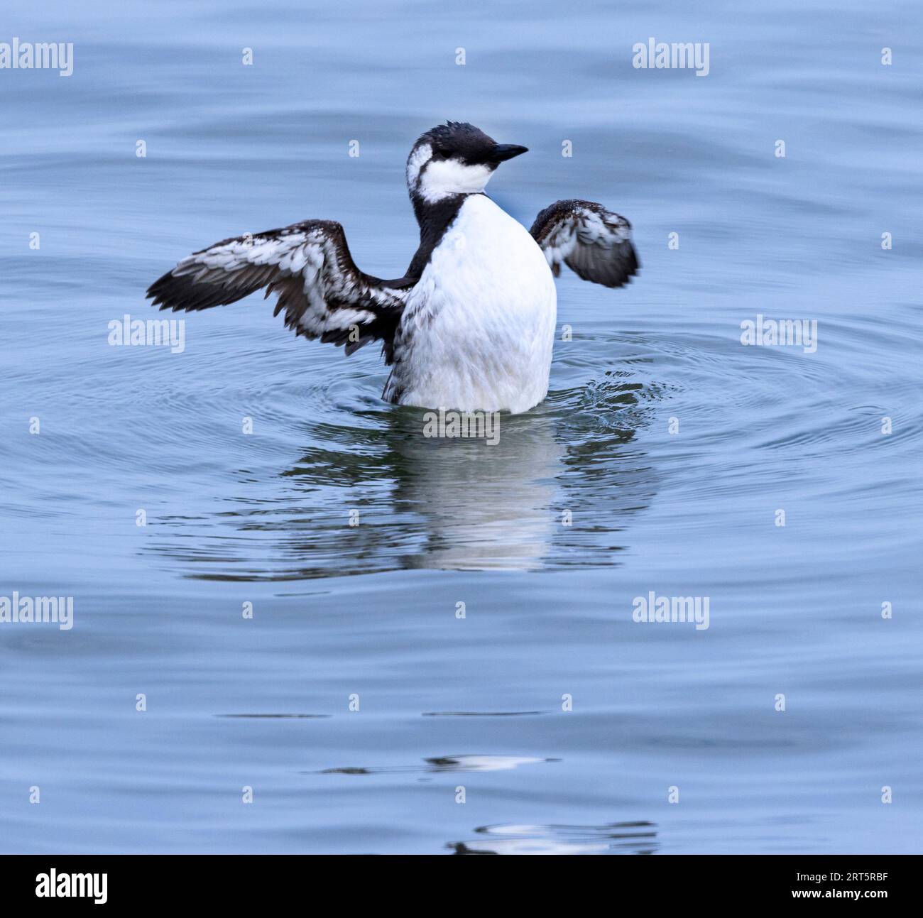 Ein erwachsener gemeiner Guillemot schlägt nach dem Preening kräftig mit den Flügeln. Sie fischen oft an Land, besonders wenn sie Schwärmen von Sandaalen folgen. Stockfoto
