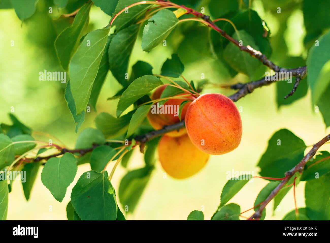 Reife Aprikosenfrucht im Bio-Obstgarten, selektiver Fokus Stockfoto