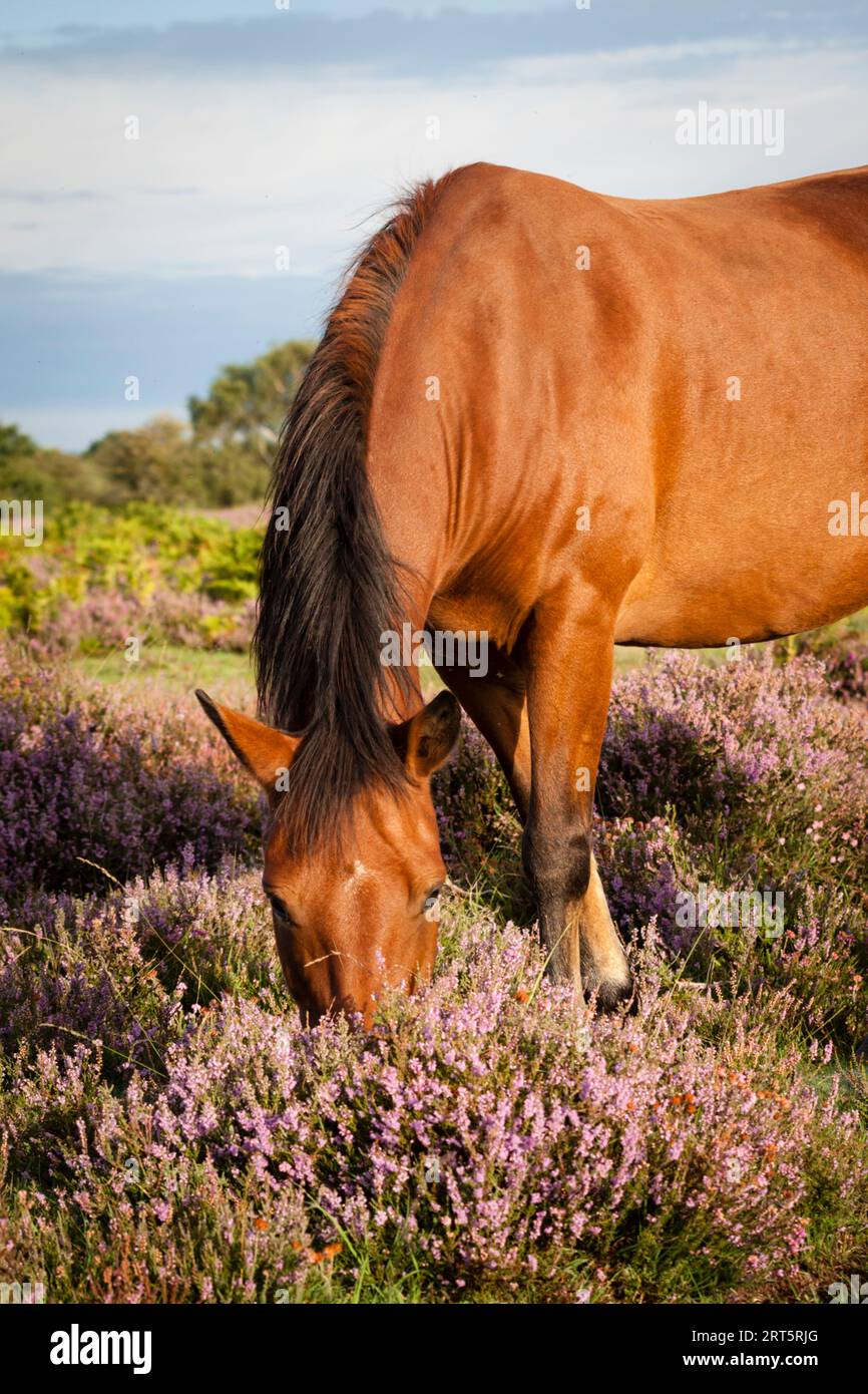 Ein New Forest Pony, das das Gras im Heidekraut auf Isley Common frisst. Stockfoto