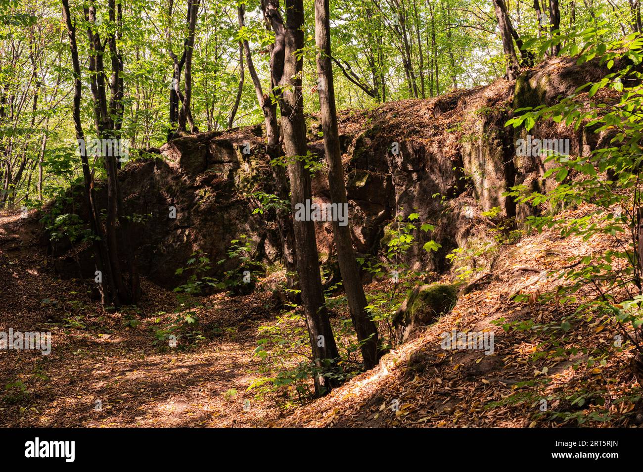 Felsiger sonniger Wandhügel in grünem Wald, bedeckt mit gelben trockenen Blättern. Landschaftlich, schön, Hintergrund, Postkartenansicht, Hintergrundbild, Vinnytsia, Ukraine Stockfoto