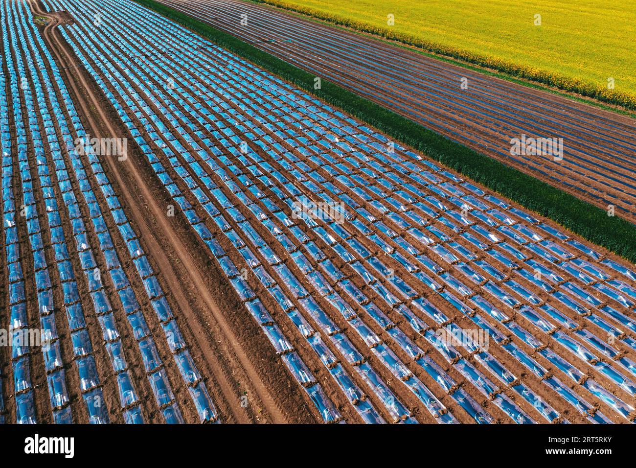 Luftaufnahme von Mulchfilmtunnel-Hothouse-Ausrüstung auf Wassermelonenplantagen aus Drohnen-pov, aus einem großen Winkel Stockfoto