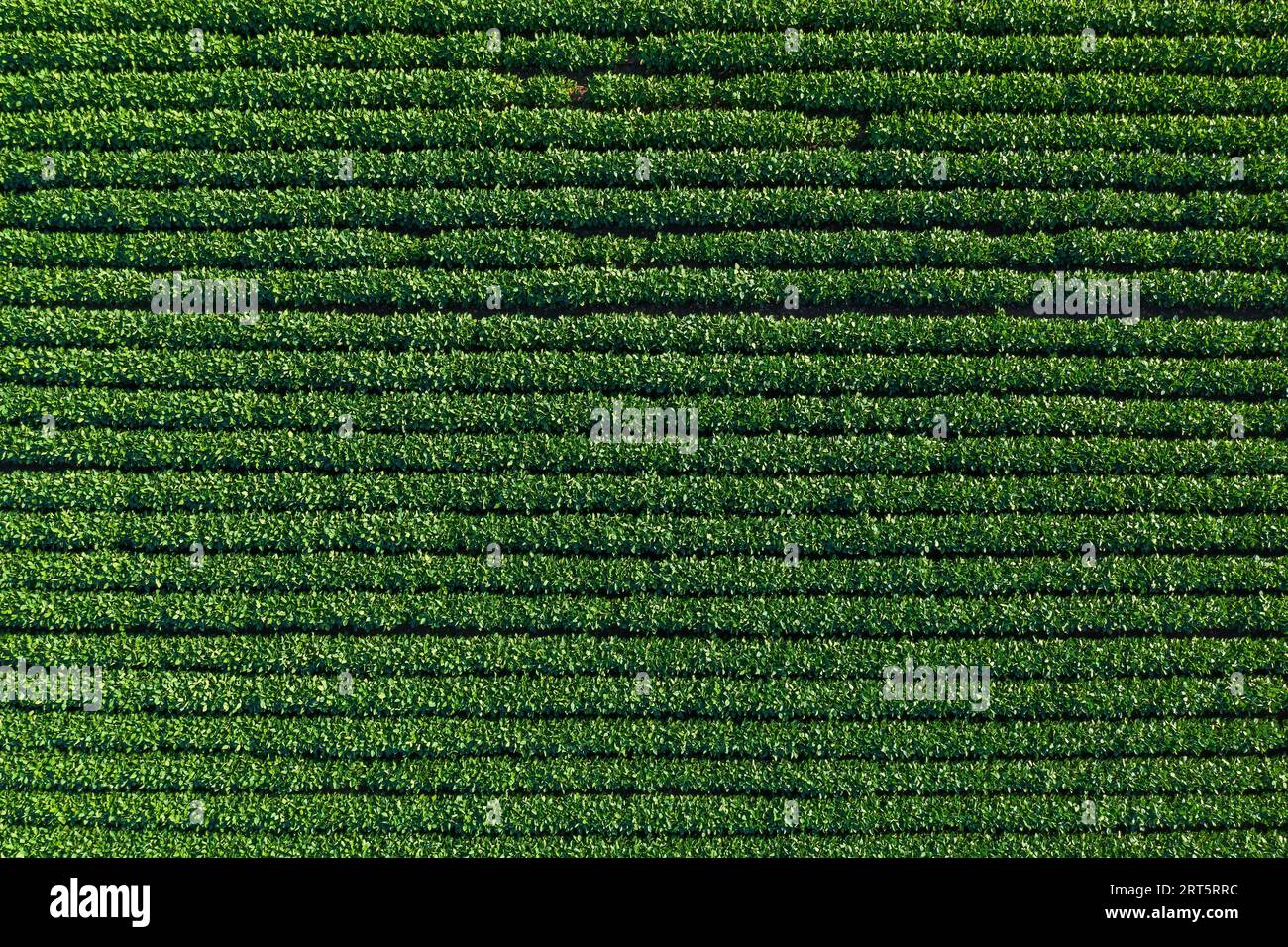 Draufsicht auf grünes Sojaplantationsfeld aus Drohnen-pov, Luftaufnahme Stockfoto